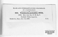 Image of Seiridium pezizoides
